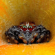 Illustration for article titled Staring at these spiders straight in the eyes is sucking my soul away